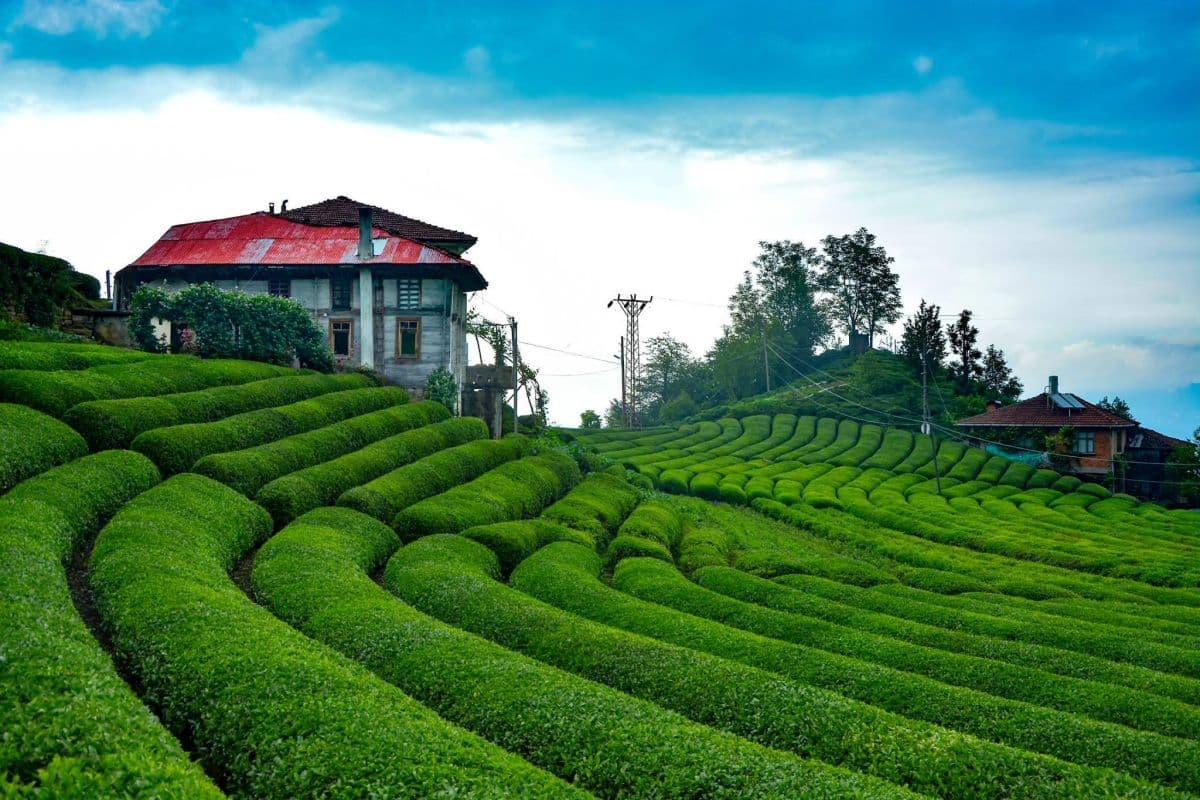 Lush green terraced tea plantations with a traditional Karadeniz house