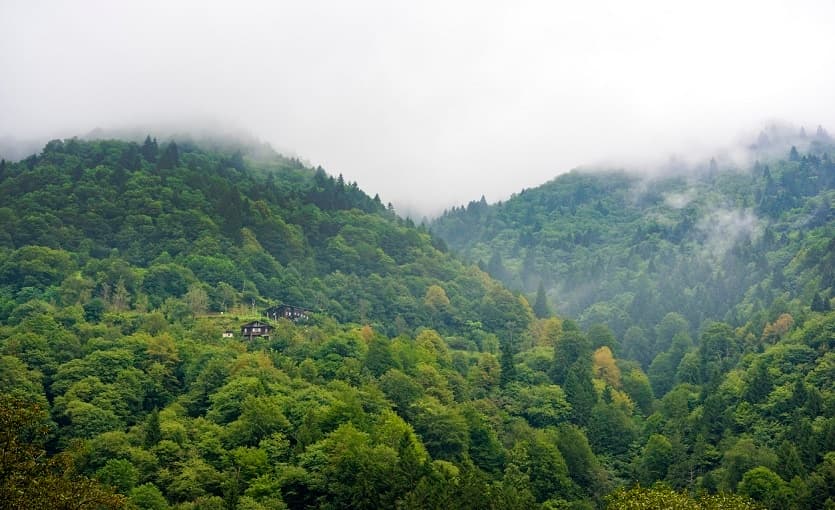Misty pine-covered slopes and alpine hillsides in the Trabzon highlands